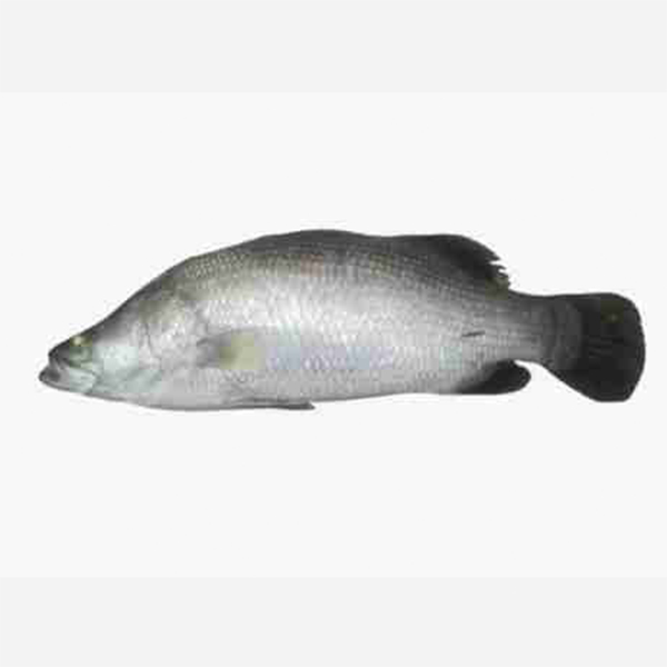 Coral Fish