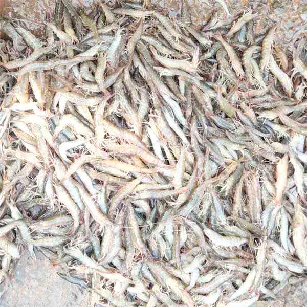 হরিণা চিংড়ি