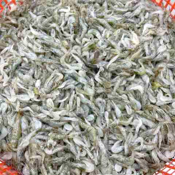 পোনা চিংড়ি