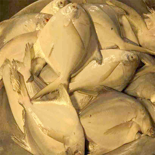রূপচাঁদা মাছ
