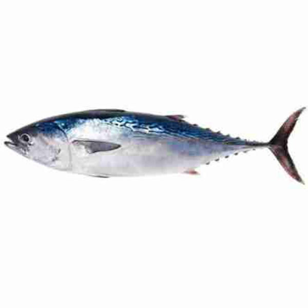 টুনা মাছ