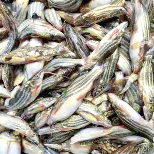 টেংরা মাছ